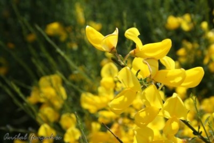 Festa das Maias e Feira da Flor querem dinamizar comércio e cativar turistas