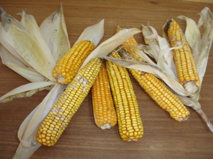 CENSO dinamiza desfolhada para aproximar comunidade à instituição