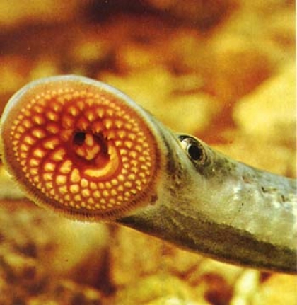 Aquamuseu do rio Minho vai receber exposição sobre a lampreia marinha