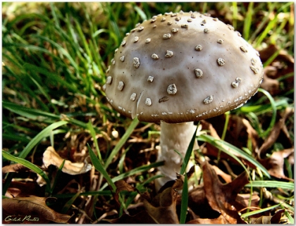 V Jornadas Micológicas promovem “separação de interesses” de técnicos e público em geral