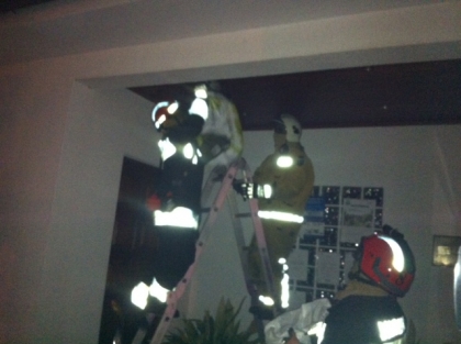 Freguesa de Sá “em alerta” para segundo ninho de vespa asiática