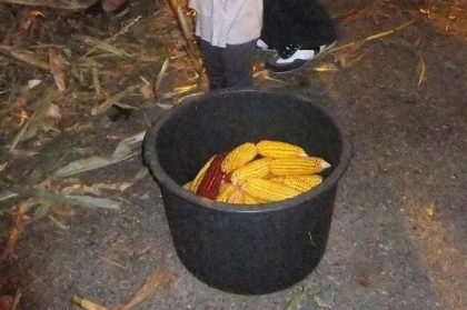 Monção: Lordelo recebe desfolhada tradicional minhota no próximo sábado