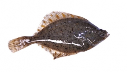 Cerveira: Aquamuseu do Rio Minho palco de exposição sobre «A Solha»