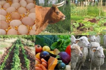 I AgroCaminha promove empreendedorismo jovem na agricultura