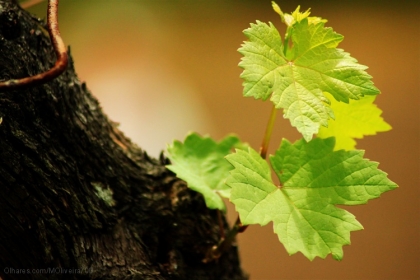 Comédias do Minho associam-se à Adriminho e Rota do Alvarinho na divulgação da casta