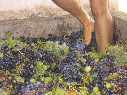 Festa das Vindimas esta de regresso ao concelho