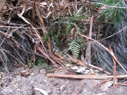GNR identifica homem por prática de caça com meios não autorizados