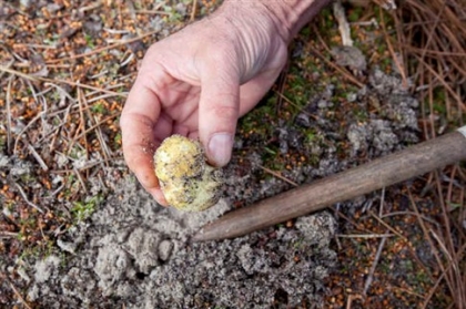 Ossadas humanas encontradas