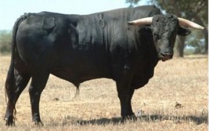 Capturado um dos touros à solta em Viana - GNR