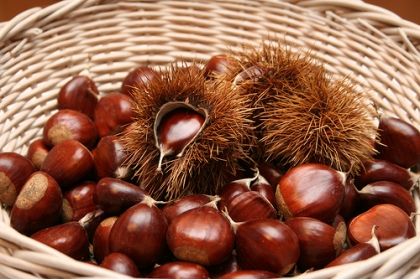 Seminário incentiva produtores a apostar na produção de castanha