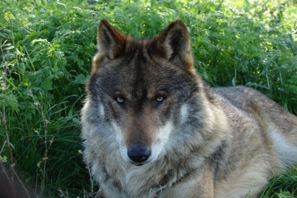 Colóquio: Várias entidades e população fazem radiografia do lobo no Alto Minho
