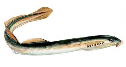 ‘V Lampreia do Rio Minho – Um Prato de Excelência’: Divulgação tem de ultrapassar período sazonal