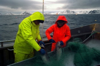 Município quer valorizar a pesca do bacalhau