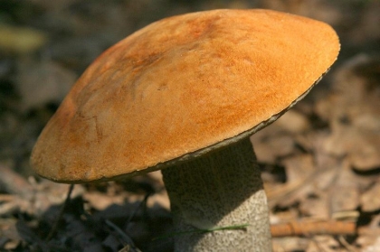 Caminha: Dem acolhe oficina sobre cogumelos silvestres