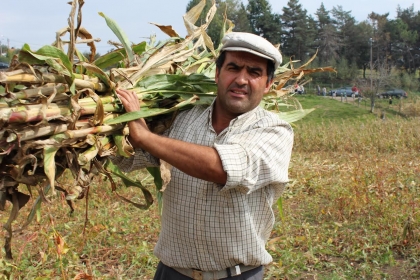 Vale do Minho: Desfolhadas tradicionais realizam-se este sábado por toda a região